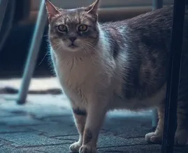 Aus diesem Grund verfolgt dich deine Katze immer, wenn du auf Toilette gehst!