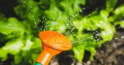 Feit of fabel: tuinplanten verbranden als je ze in de volle zon water geeft