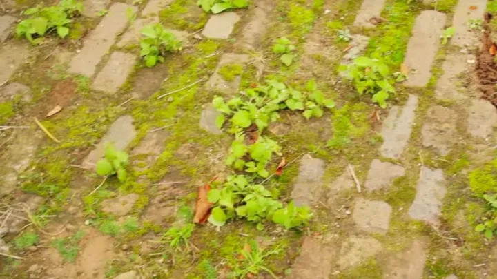 These are 5 easy and natural tricks to help you get rid of the weeds in your garden!