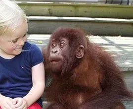 The gorillas see her again for the first time in 12 years and their reaction is priceless! So beautiful!