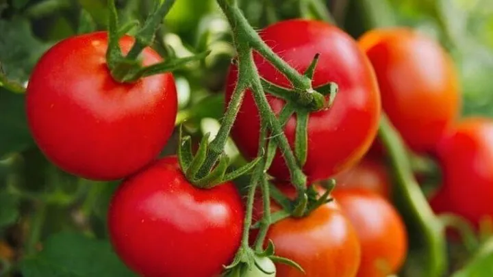 We all make this mistake when preparing tomatoes