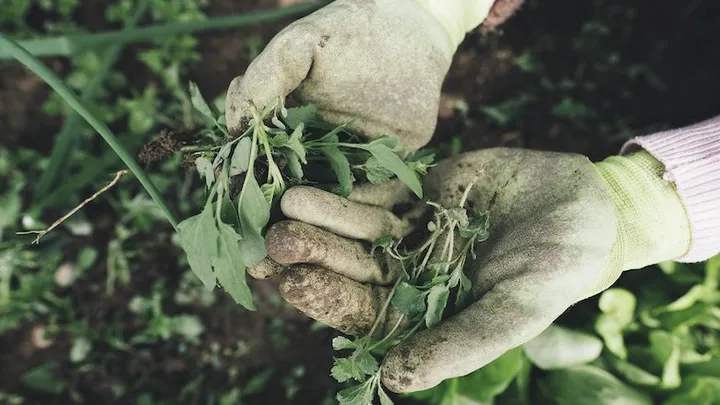 Deze 21 tuinhacks besparen je veel tijd en geld