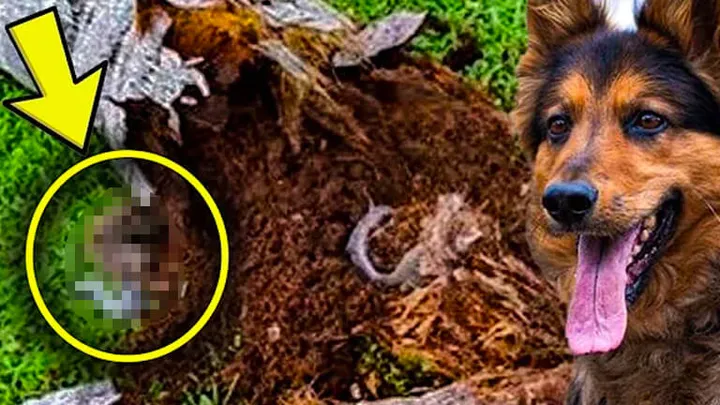 引退した警察犬が飼い主と一緒にとんでもない発見をしてしまう！