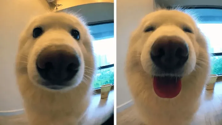 TE schattig dit... Deze foto's zijn gemaakt vóór en nadat baasjes hun hond 'braaf' noemden!