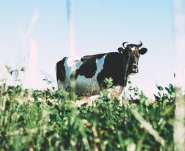 Historisch hoge melkprijs is niet per se goed nieuws voor de boeren