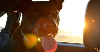 Jeden Sommer sterben Hunde, weil ihre Besitzer diese Gefahr unterschätzen