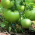 Nog groene tomaten aan je plant? Met deze simpele truc rijpen ze binnen verder