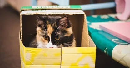 Waarom katten graag in een krappe doos gaan zitten