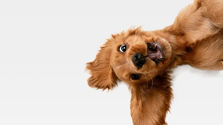 Oei: waarschijnlijk snap jij je hond minder goed dan je denkt