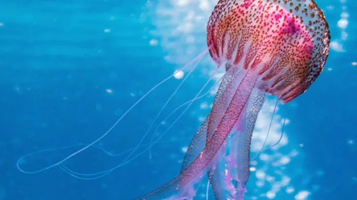 These Are The 8 Most Dangerous Animals On Earth