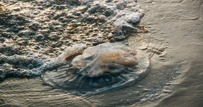 Kwallenalarm! Pas op als je op het strand bent!