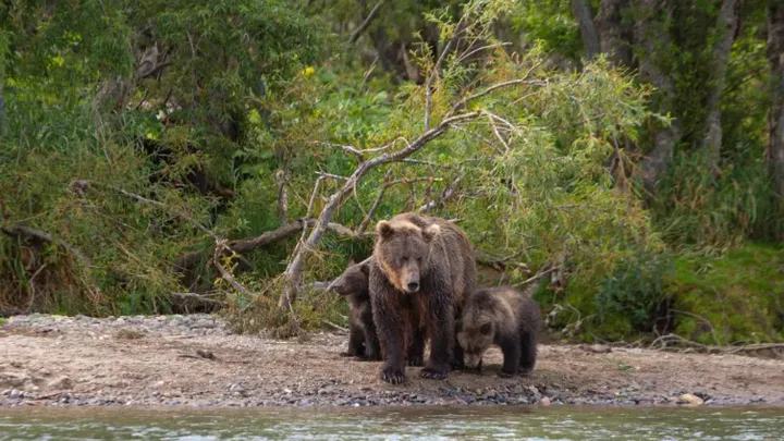 Bear Cubs Abandoned In The Middle of a Lake - Fishermen Saw It And Realize Something is Wrong
