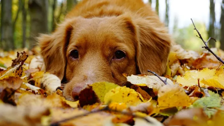 Dierenbescherming: 'Houd je hond tijdens een boswandeling in de gaten'