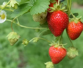 Lekker en gezond: 5 redenen waarom aardbeien zo goed voor je zijn