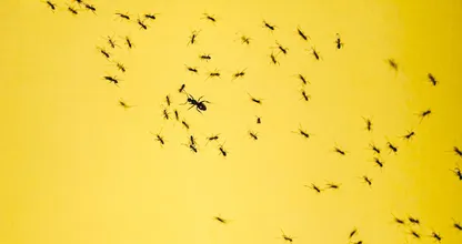 Entomologe: So werden Sie Ihr Haus von Ameisen befreien - für immer!