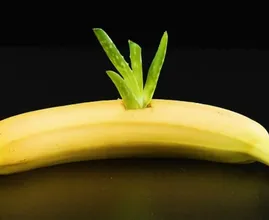 Dit is waarom je een aloë vera plant in een banaan zou moeten steken