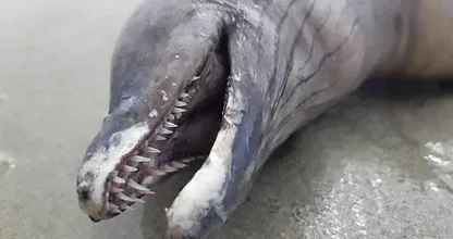 This dolphin was acting strangely and then divers discovered why