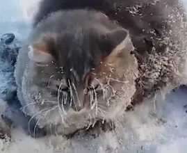 VIDEO: armes Tierchen! Festgefrorenes Kätzchen wird in letzter Sekunde befreit!