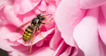 Komen wespen op zoete parfum af of niet? Dit is het antwoord