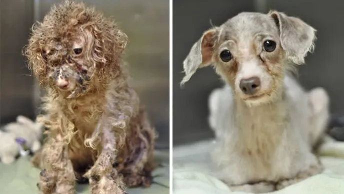 Wat verzorgers met deze zieke dieren hebben gedaan... Het liet ons hart smelten!