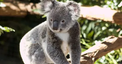 Ouwehands Dierenpark krijgt als eerste in Nederland koala’s