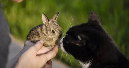 Cat and rabbit work together to co-parent each other's babies