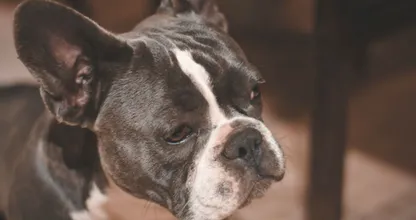 Hartverscheurend: hond Nero sterft 15 minuten na overlijden baasje