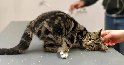 Gezocht: baasje van avontuurlijk katje dat door half Nederland reisde