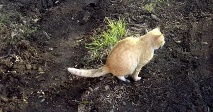 Altijd vreemde katten in je tuin? Met dit diervriendelijke trucje hou je ze weg