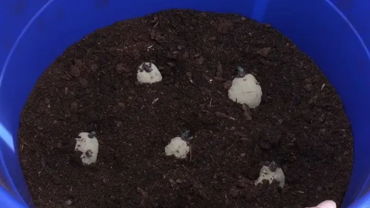 Want to grow potatoes but don't have a garden? With these tips you can grow them in a pot!