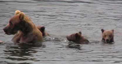 Mother bear leaves exhausted cubs to drown; luckily these fishermen were around