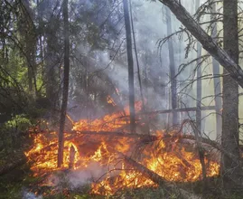 Door droogte groot risico op natuurbranden, brandweer staat op scherp
