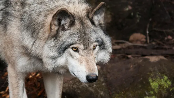 Staatsbosbeheer wil wolf uit de buurt van mensen houden met toeters en rotjes