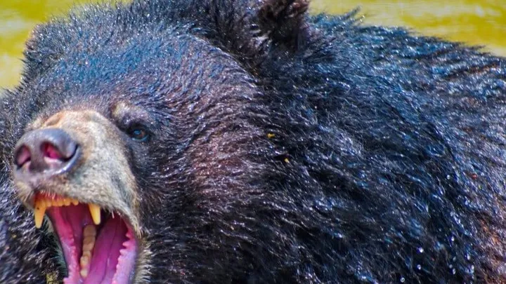 Uma família comprou um cachorro, mas o veterinário chamou a polícia no momento em que o viu