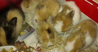 LET OP: er zijn dertien kleine konijnen GEDUMPT in het Purmerbos! Help ons zoeken naar de dader ajb!