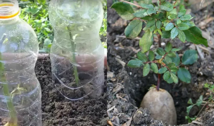 Ella pone un tallo de rosas en una patata