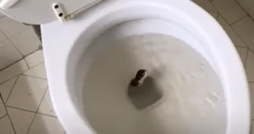 Mann findet "Schlange" in seiner Toilette - Als der Experte sie sieht, flüstert er: "Das ist keine Schlange..."